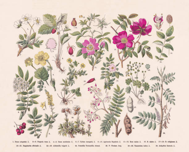 ilustraciones, imágenes clip art, dibujos animados e iconos de stock de plantas con flores (rosids), grabado en madera coloreado a mano, publicado en 1887 - rosids
