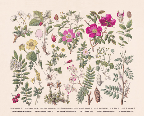 Flowering plants (Rosids): 1) Mountain avens (Dryas octopetala); 2-3) Wild strawberry (Fragaria vesca); 4-5) Alpine avens (Geum montanum); 6-7) Rowan (Sorbus aucuparia); 8-10) Agrimony (Agrimonia eupatoria); 11-15) Dog rose (Rosa canina); 16) Alpine rose (Rosa pendulina, or Rosa alpina); 17-18) Sweet briar (Rosa rubiginosa); 19-21) Great burnet (Sanguisorba officinalis); 22-23) Lady's mantle (Alchemilla vulgaris); 24) Tormentil, (Potentilla erecta, or Potentilla tormentilla); 25) Clusius' cinquefoil (Potentilla clusiana); 26-28) Tamarind (Tamarindus indica); 29) True indigo (Indigofera tinctoria). Hand-colored wood engraving, published in 1887.