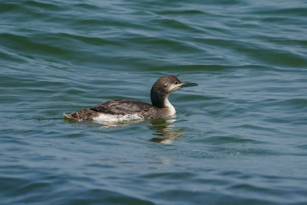 Black-throated Loon (Gavia arctica) Black-throated Loon (Gavia arctica) floating in the sea arctic loon stock pictures, royalty-free photos & images