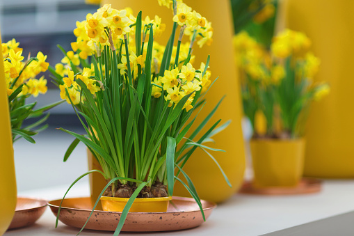 Yellow daffodils or jonquils and narcissus in flower pot and pink copper metal plate. Spring indoor decorations for interior and plants for home concept