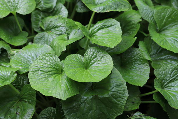 wasabi rośnie naturalnie wzdłuż koryt strumieni w górskich dolinach rzecznych w japonii. - wasabi zdjęcia i obrazy z banku zdjęć