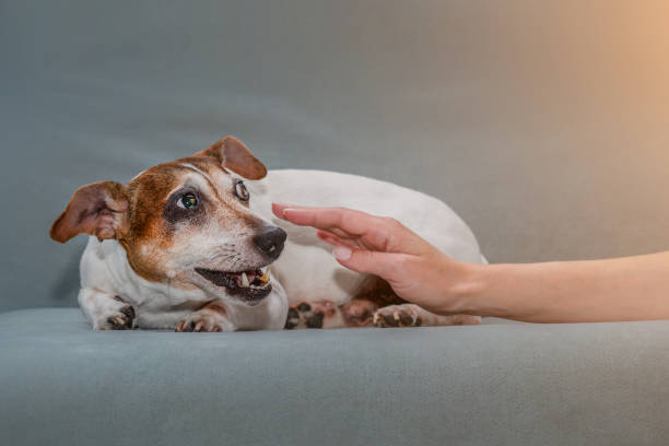 mały pies jack russell terrier leżący na sofie i ma agresję wobec właściciela. - dog biting aggression animal teeth zdjęcia i obrazy z banku zdjęć