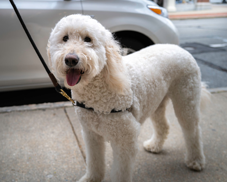 Domestic pet with white curly hair, portrait on the street