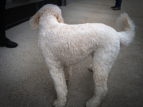 Domestic pet with white curly hair, portrait on the street