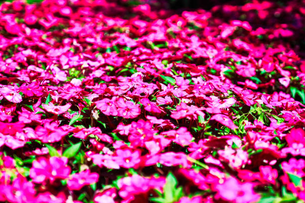 Spring background with blooming flowers