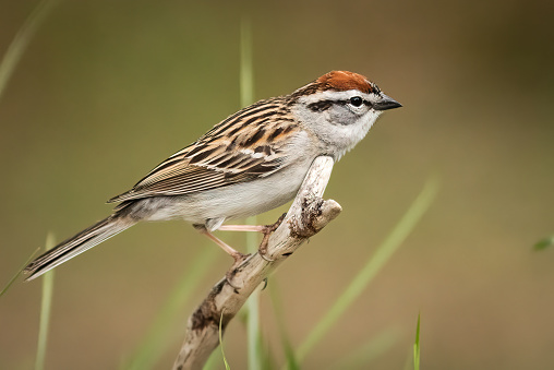 A Chipping Sparrow perched above a feeder.