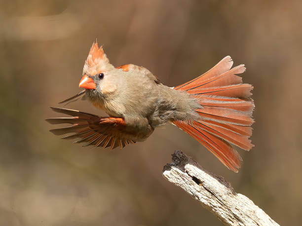 Female Northern Cardinal. A female Northern Cardinal takes flight from her perch. female cardinal bird stock pictures, royalty-free photos & images