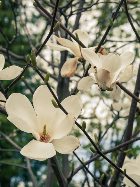 繊細な白い花が咲くマグノリアの木の枝は、春の庭でクローズアップします。明るい花がぼやけたボケの背景 - tree magnolia vibrant color close up ストックフォトと画像