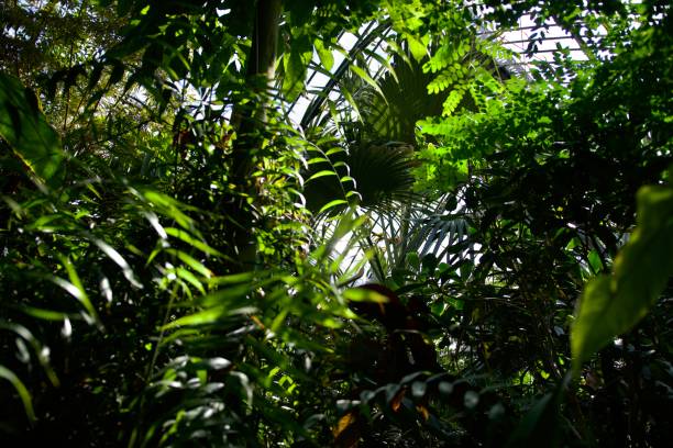 istock Famous lyon greenhouse trees 1396264274
