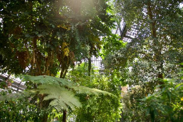 istock Famous lyon greenhouse trees 1396264304