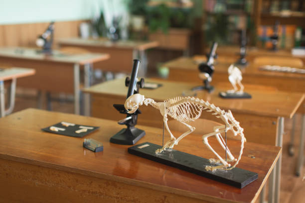 istock Microscope and animal skeleton on the table. Evolutionary theory. Study biology. Natural Sciences. School desk in class. Classroom. Laboratory at the university. Biolaboratory. Science. 1396264313