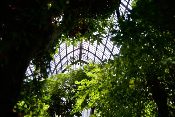 istock Famous lyon greenhouse trees 1396264323