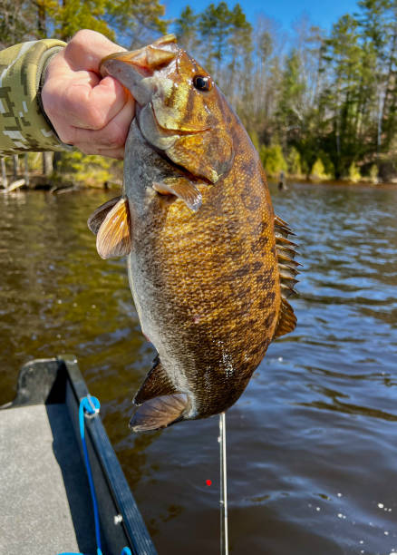 istock Smallmouth Bass just caught 1396264324