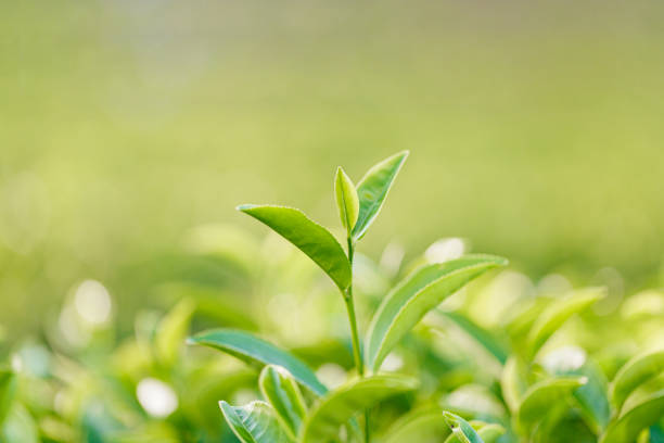 folhas de chá verde em uma plantação de chá - green tea tea tea leaves green - fotografias e filmes do acervo