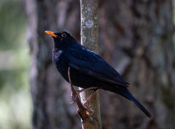 istock European blackbird close up 1396266706