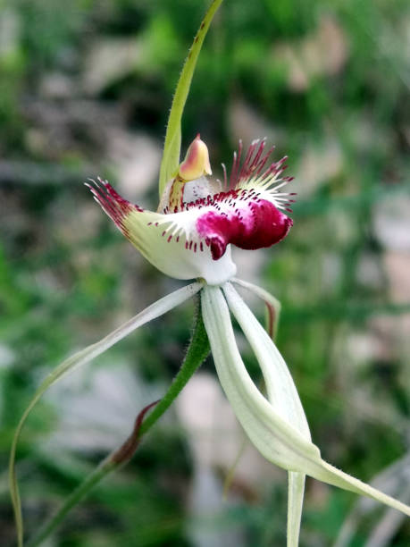 istock An attractive cross-pollination between the butterfly and a white spider orchid 1396266793