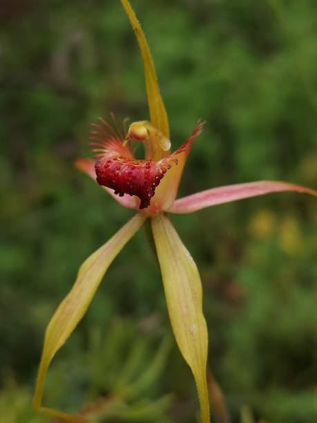 istock King spider orchids blooming in the bush 1396266817