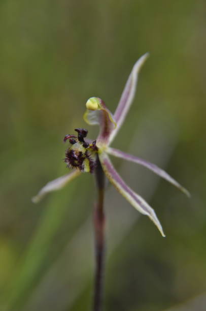 istock The Dragon Orchid is distinguished by its wide, hairy labellum 1396266842