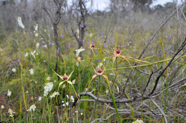 Image of wildflowers, Western Australia, 2021