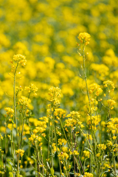 istock Lots of rape flowers 1396266894