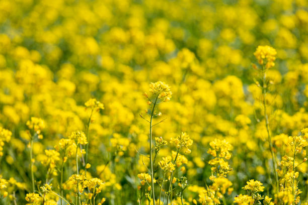 istock Lots of rape flowers 1396266903