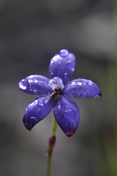 istock A purple enamel orchid with morning dew 1396268445