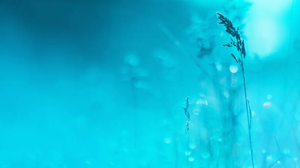 Dew on grass. Raindrops on plants. Morning nature. Natural abstract background. Macro photography. Vibrant color. Copyspace. Blue toning