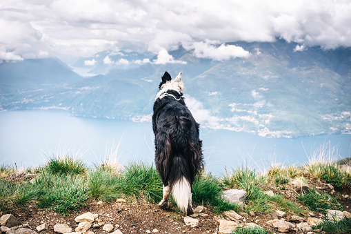 Dog at the top of the hill above the lake
