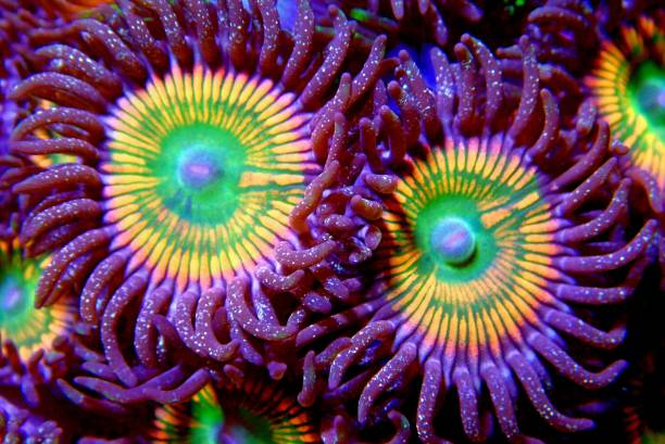 istock Amazing coloration on sunny D zoanthids polyps 1396272395