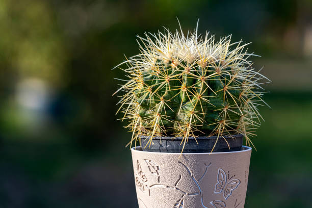 One spherical decorative cactus with long needles in a pot on table in garden.