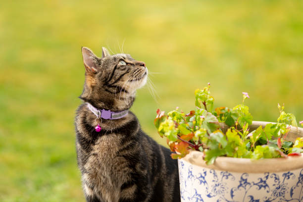 Cute young tabby cat playing in a garden