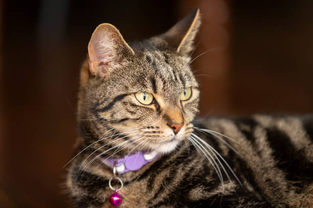 istock Cute young tabby cat playing in a garden 1396274967