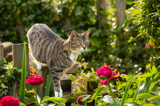 Cute young tabby cat playing in a garden