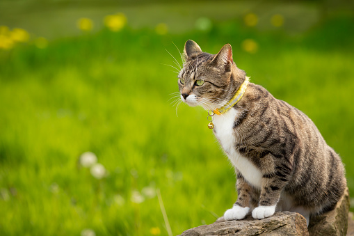 Cute young tabby cat playing in a garden