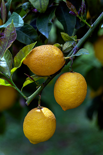 Close-up yellow ripe lemons on the branch of lemon tree. Lemon between leaves.