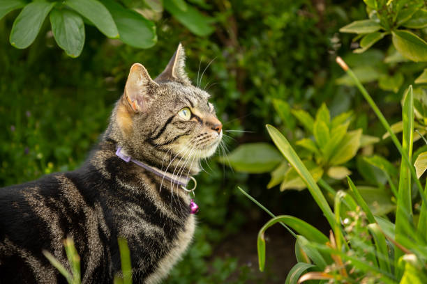 istock Cute young tabby cat playing in a garden 1396275116