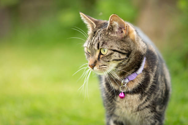 istock Cute young tabby cat playing in a garden 1396275131