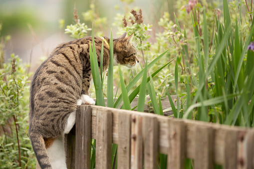 Cute young tabby cat, climbing a fence and playing in a garden