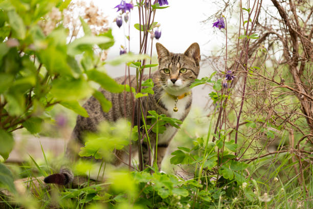istock Cute young tabby cat playing in a garden 1396275196