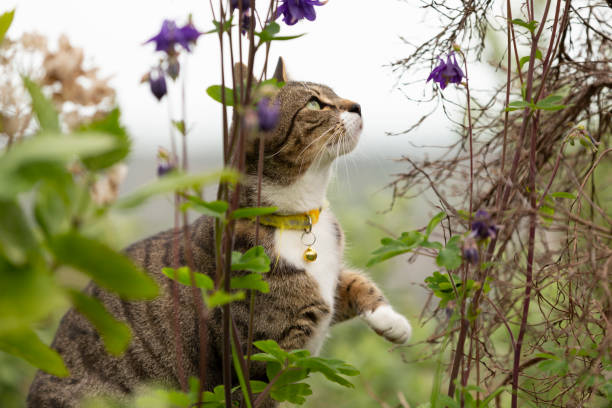 Cute young tabby cat playing in a garden