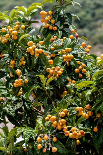 istock Fruits of fresh laquat fruits on tree branches 1396275400