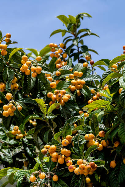 Fruits of fresh laquat fruits on tree branches
