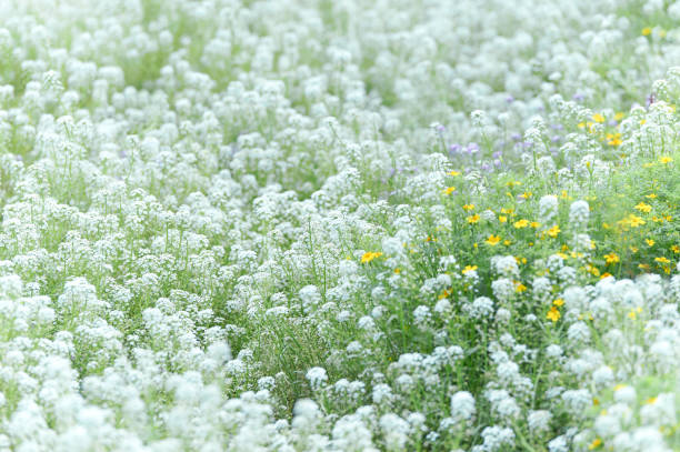 Nature background with spring flowers. Selective and soft focus.