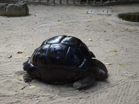 Turtle at Singapore Zoo
