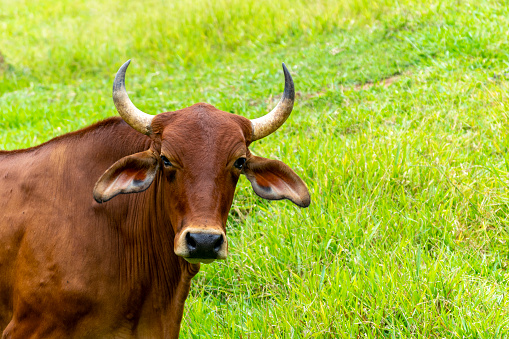 detail of the head of Sindhi cattle on pasture.