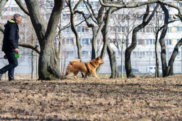 man walks with a Karelo-Finnish Laika in the park Saint Petersburg, Russia - 19 April 2022. man walks with a Karelo-Finnish Laika in the park finnish spitz stock pictures, royalty-free photos & images