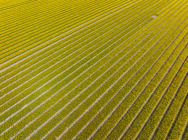 istock Tulips in yellow growing in agricutlural fields during springtime seen from above 1396280009