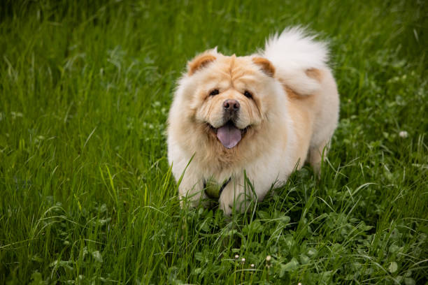 porträt eines neugierigen chow-chow-hundes, der auf dem gras spazieren geht - chow stock-fotos und bilder