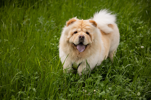 Portrait of chow chow dog in the nature