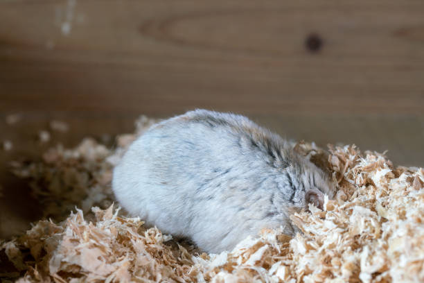 A lonely hamster hiding itself into wood chips